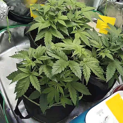 Afghan hash plant growlog timeline photo