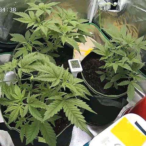Afghan hash plant growlog timeline photo