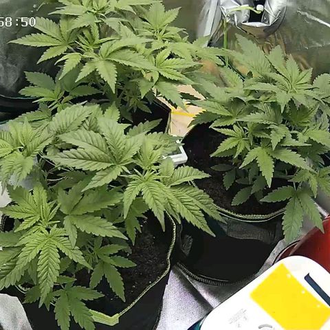 Afghan hash plant growlog timeline photo