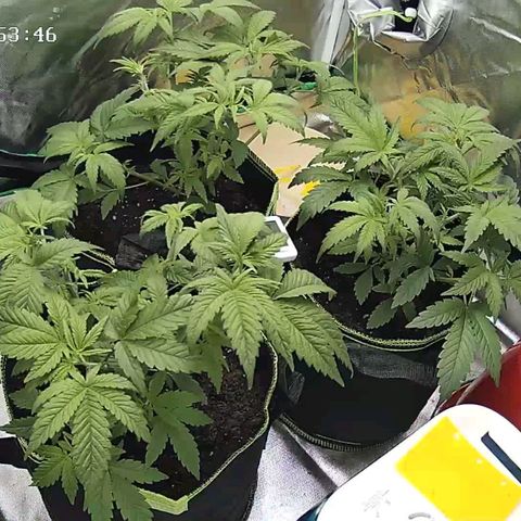 Afghan hash plant growlog timeline photo