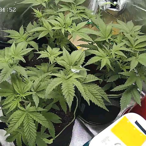 Afghan hash plant growlog timeline photo