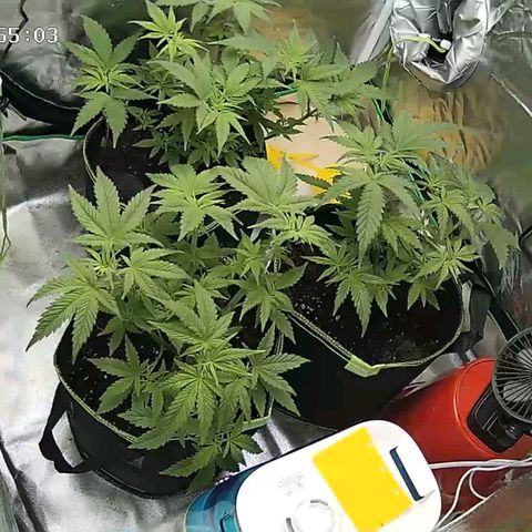 Afghan hash plant growlog timeline photo