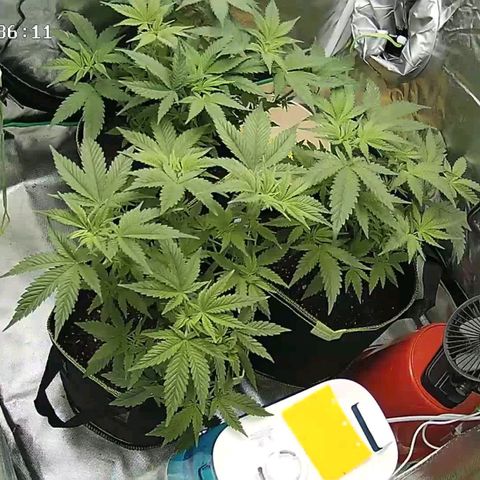 Afghan hash plant growlog timeline photo
