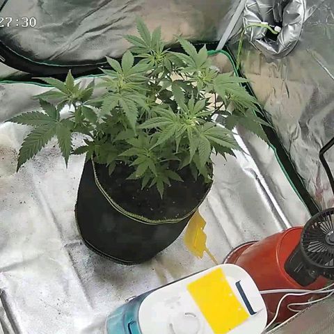 Afghan hash plant growlog timeline photo
