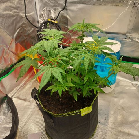 Afghan hash plant growlog timeline photo