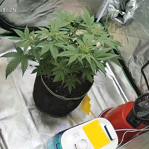 Afghan hash plant growlog timeline photo
