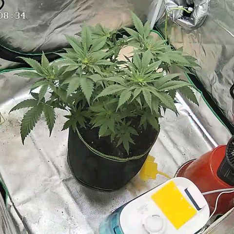 Afghan hash plant growlog timeline photo