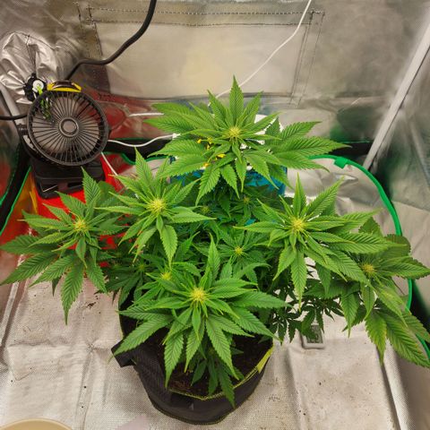 Afghan hash plant growlog timeline photo