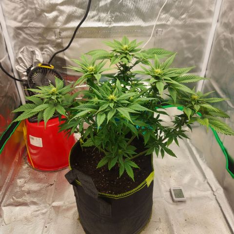 Afghan hash plant growlog timeline photo