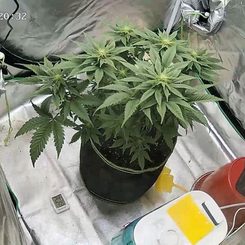 Afghan hash plant growlog timeline photo