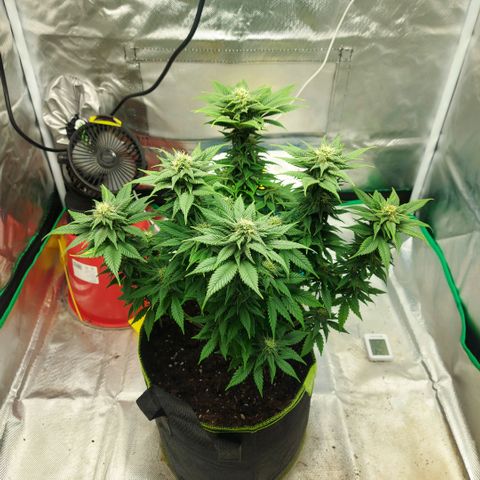 Afghan hash plant growlog timeline photo