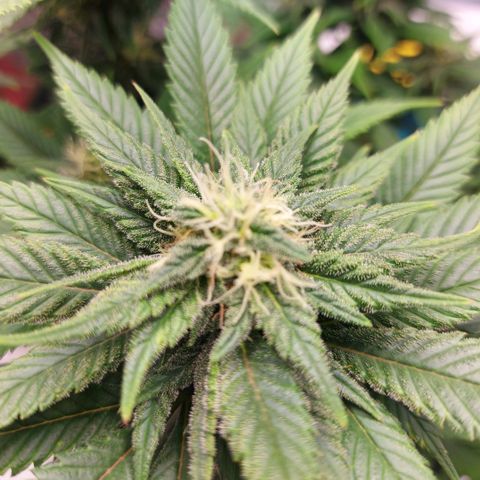 Afghan hash plant growlog timeline photo