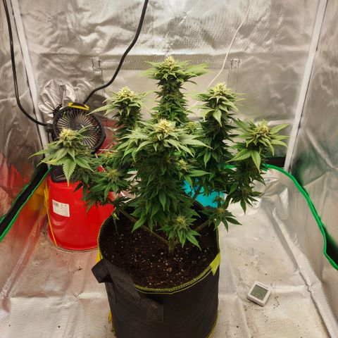 Afghan hash plant growlog timeline photo