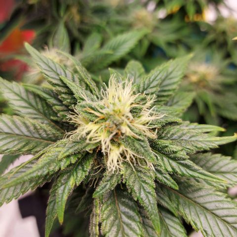 Afghan hash plant growlog timeline photo