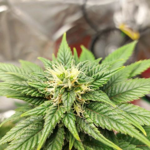 Afghan hash plant growlog timeline photo