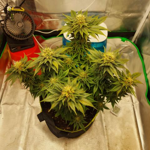 Afghan hash plant growlog timeline photo