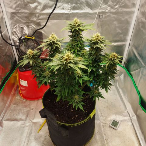 Afghan hash plant growlog timeline photo
