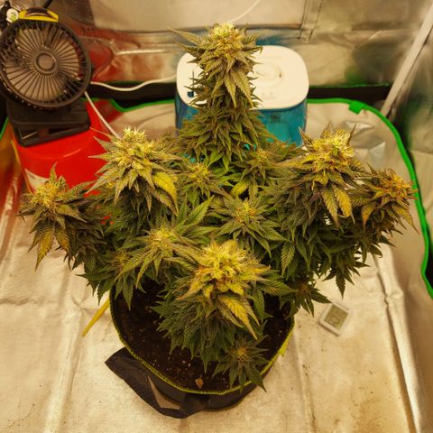 Afghan hash plant growlog timeline photo