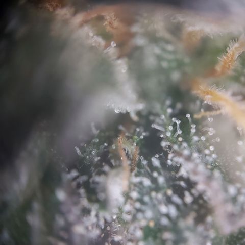 Afghan hash plant growlog timeline photo