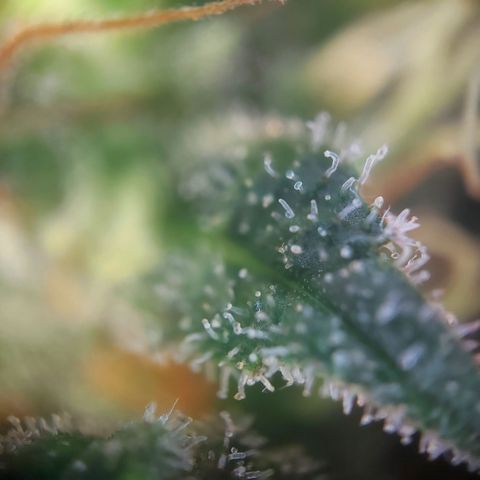 Afghan hash plant growlog timeline photo