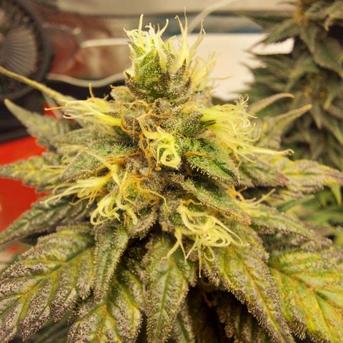 Afghan hash plant growlog timeline photo