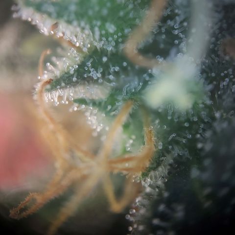 Afghan hash plant growlog timeline photo