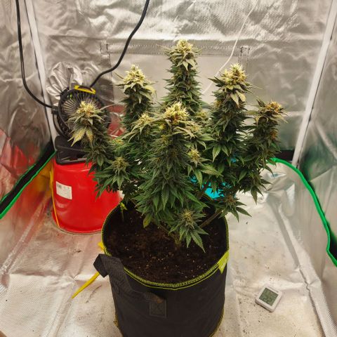 Afghan hash plant growlog timeline photo