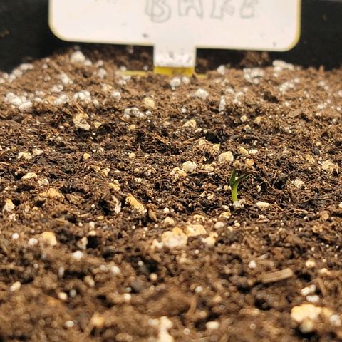 Ice 'n' Baked(Mutante) growlog timeline photo