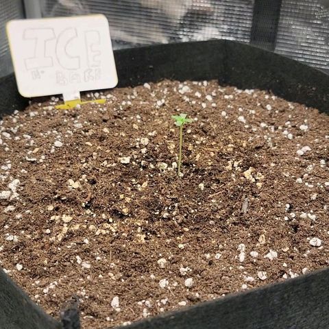 Ice 'n' Baked(Mutante) growlog timeline photo