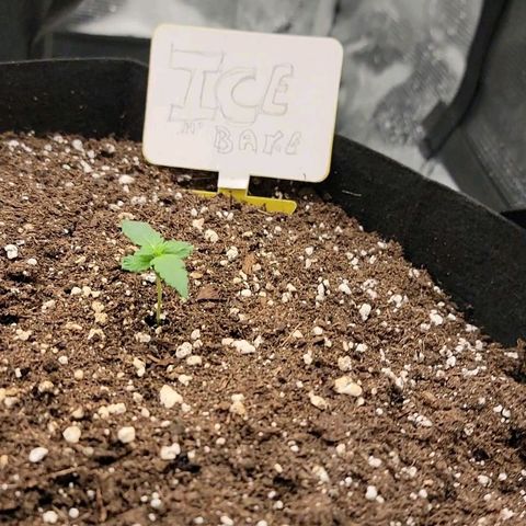 Ice 'n' Baked(Mutante) growlog timeline photo