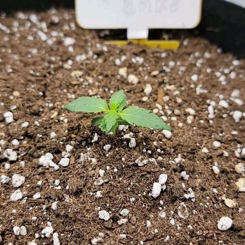 Ice 'n' Baked(Mutante) growlog timeline photo