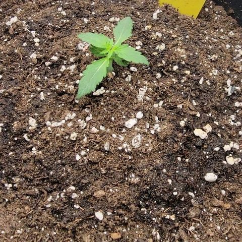 Ice 'n' Baked(Mutante) growlog timeline photo