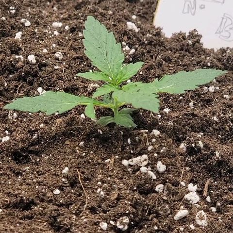 Ice 'n' Baked(Mutante) growlog timeline photo