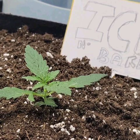 Ice 'n' Baked(Mutante) growlog timeline photo