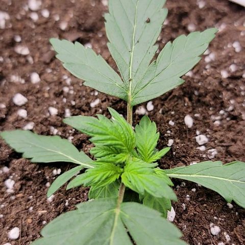 Ice 'n' Baked(Mutante) growlog photo: La planta empezó  a crecer de forma extraña como retorcida al centro.
Decidi dejarla crecer a su forma a ver que pasaba.