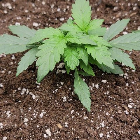 Ice 'n' Baked(Mutante) growlog timeline photo