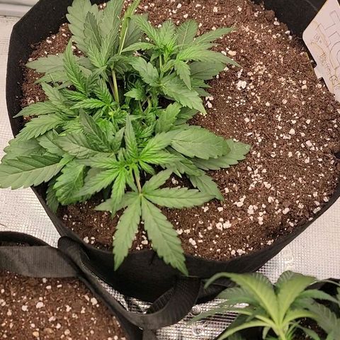 Ice 'n' Baked(Mutante) growlog timeline photo