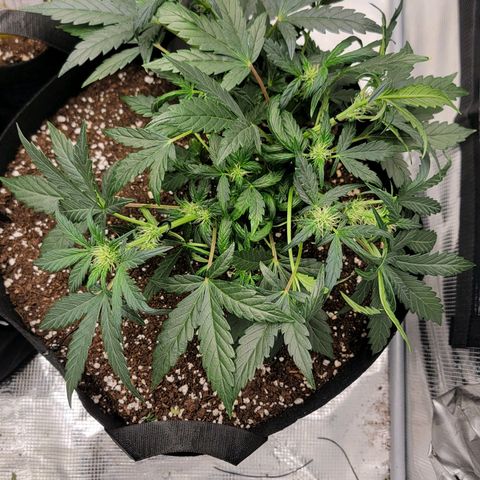 Ice 'n' Baked(Mutante) growlog timeline photo