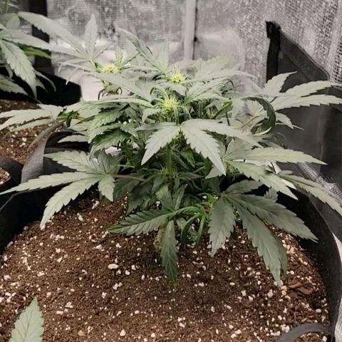 Ice 'n' Baked(Mutante) growlog timeline photo