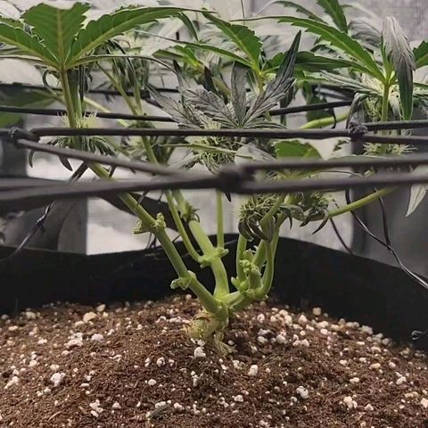 Ice 'n' Baked(Mutante) growlog timeline photo