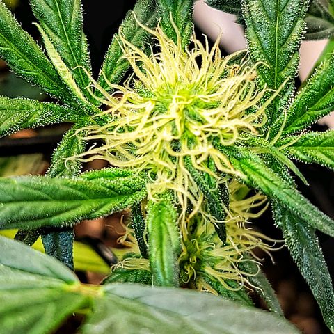 Ice 'n' Baked(Mutante) growlog timeline photo