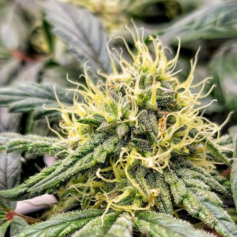 Ice 'n' Baked(Mutante) growlog timeline photo