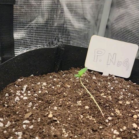 Old School Purple Nuggets growlog photo: La planta se espigó debido a la distancia excesiva entre la luz y la plantula.
Debido al peso y al ser muy debil el tallo principal se doblo y cayó casi tocando el sustrato.