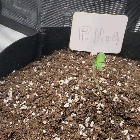 Old School Purple Nuggets growlog photo: Para solucionar este problema procedi a rodear la planta con sustrato y asi usarlo de soporte para enderezar la planta y que creara mas raices donde ahora esta ñba el sustrato.