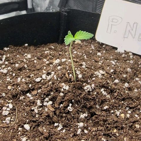 Old School Purple Nuggets growlog photo: Para solucionar este problema procedi a rodear la planta con sustrato y asi usarlo de soporte para enderezar la planta y que creara mas raices donde ahora esta ñba el sustrato.
