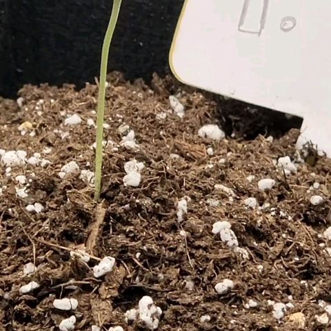 Old School Purple Nuggets growlog photo: La planta comenzaba a enderezarse y reacciono positivamente despues de utilizar el sustrato como soporte.