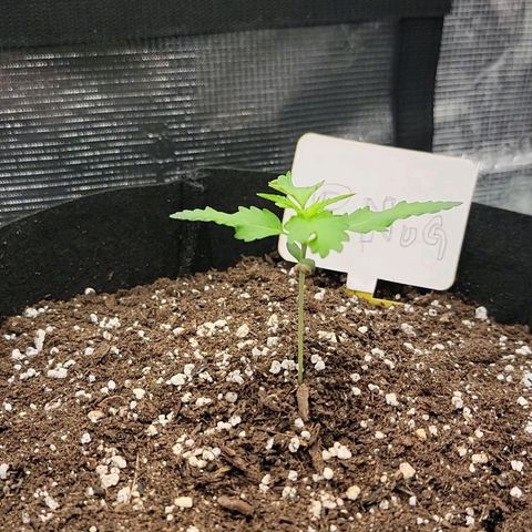 Old School Purple Nuggets growlog photo: Ya completamente recuperada