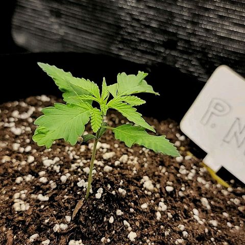 Old School Purple Nuggets growlog timeline photo