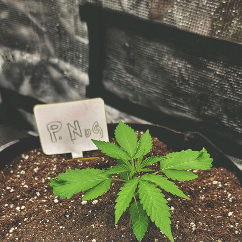 Old School Purple Nuggets growlog timeline photo