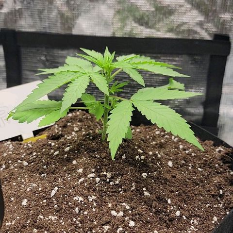 Old School Purple Nuggets growlog timeline photo